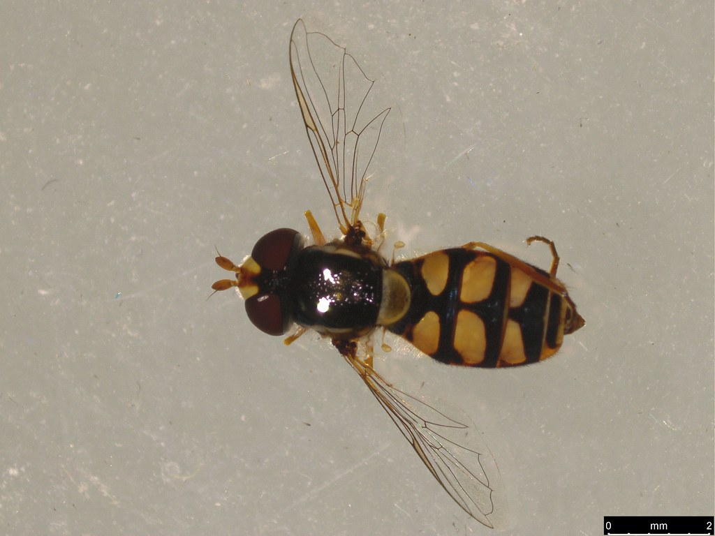 3a - Simosyrphus grandicornis (Macquart, 1842)