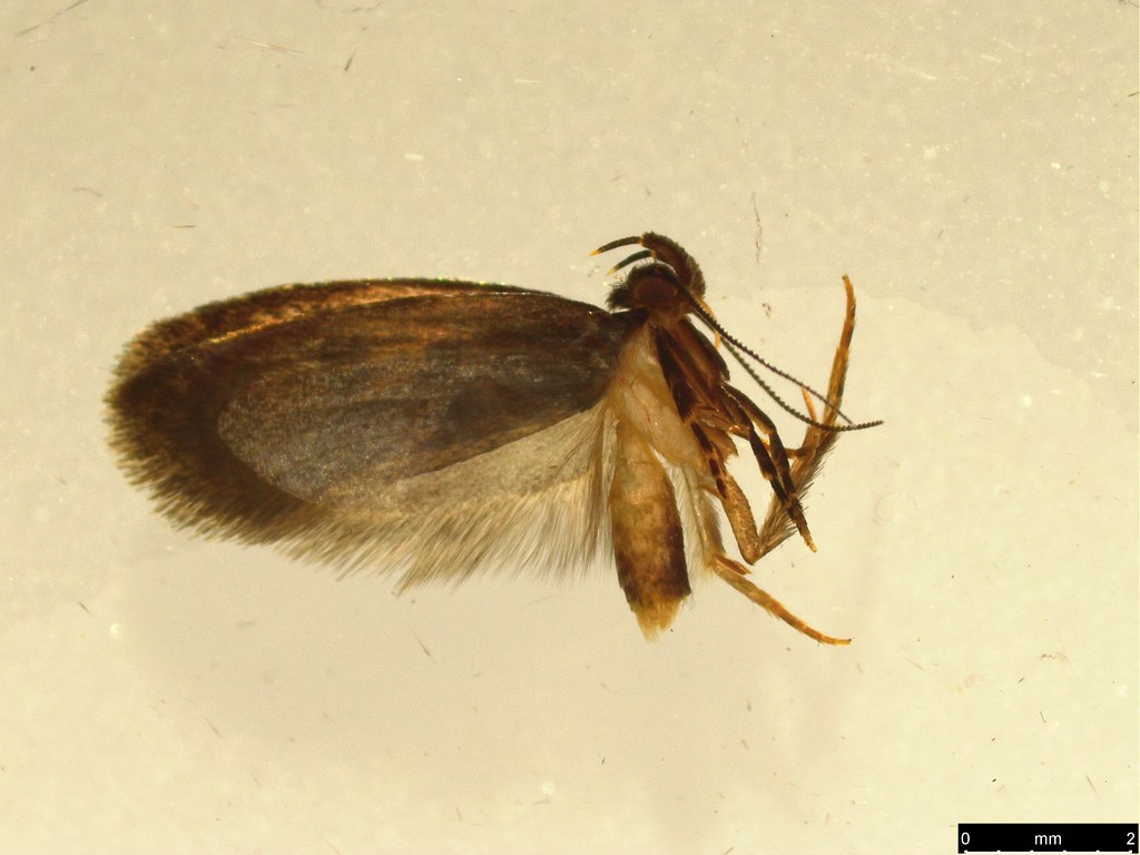 17 - Gelechioidea sp.
