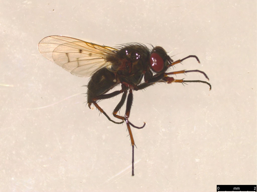 3b - Muscidae sp.
