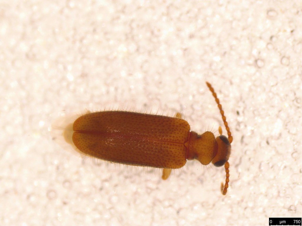 4a - Pseudotomoderus sp.