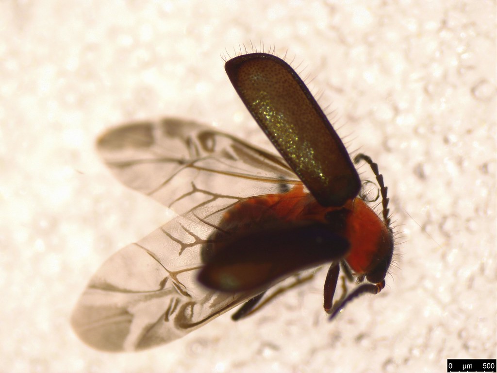 3b - Malachiinae sp.