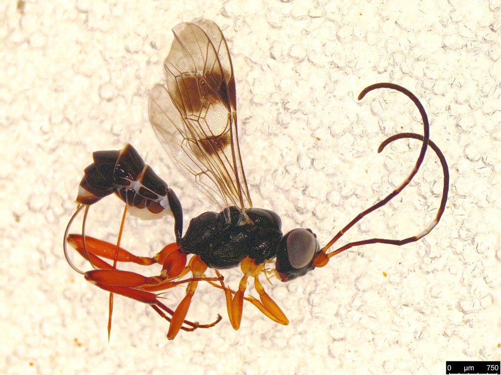 18 - Cryptinae sp.