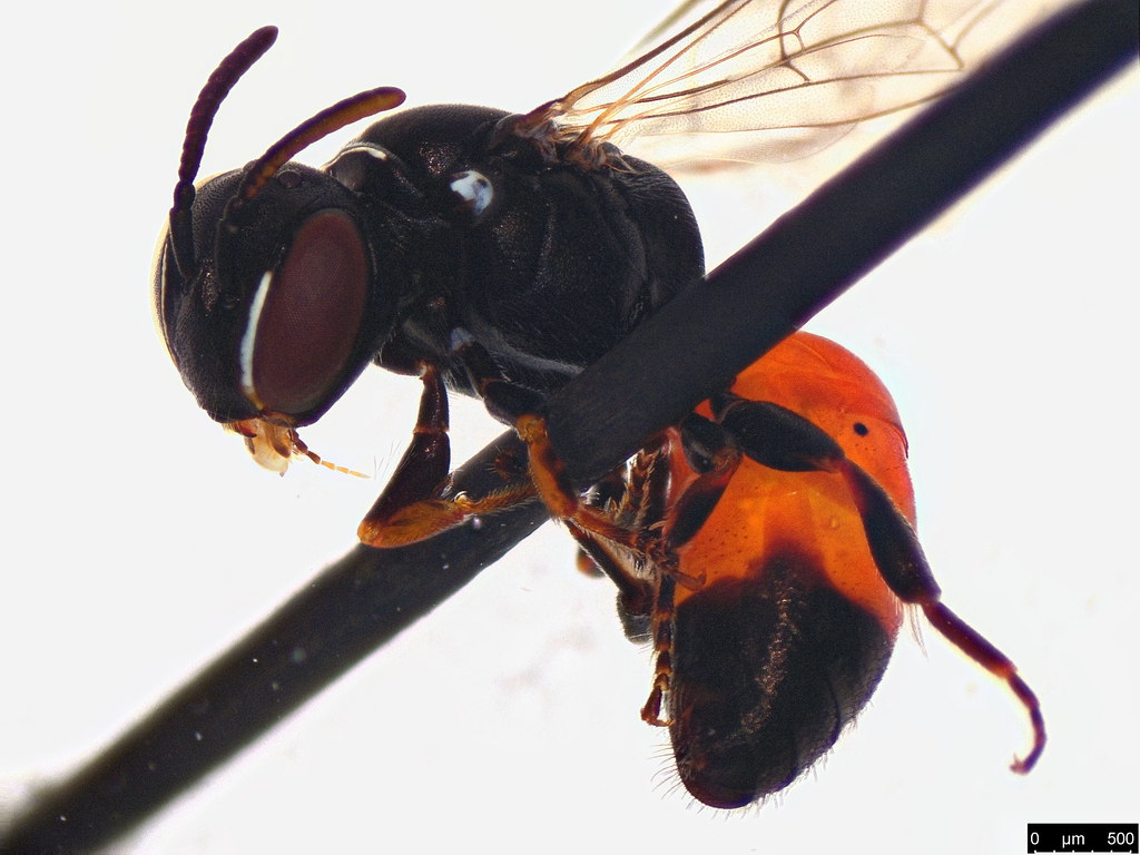 11d - Hylaeus littleri (Cockerell, 1918)