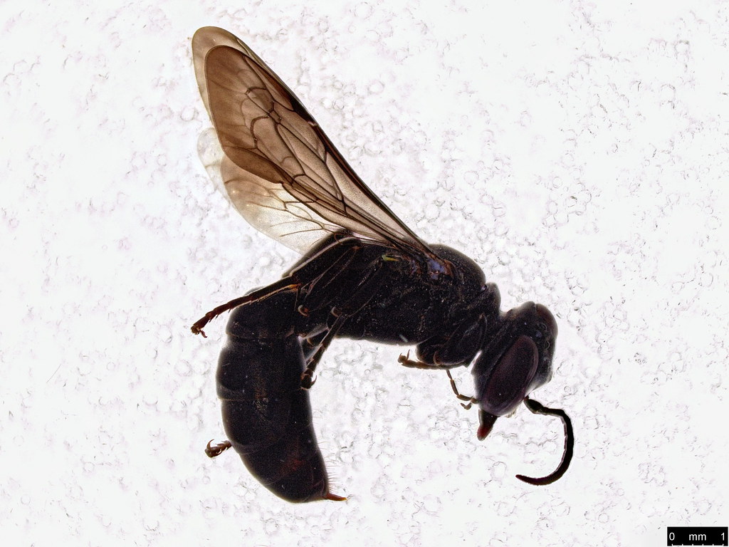 56a - Crabronidae sp.