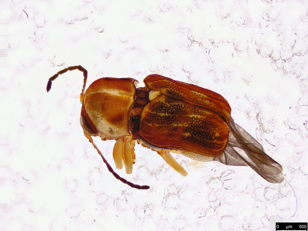 7b - Coleoptera sp.