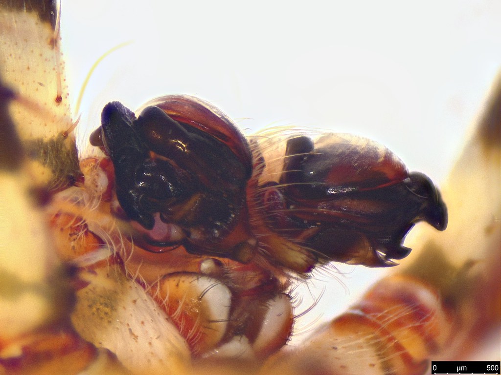 2e - Araneae sp.