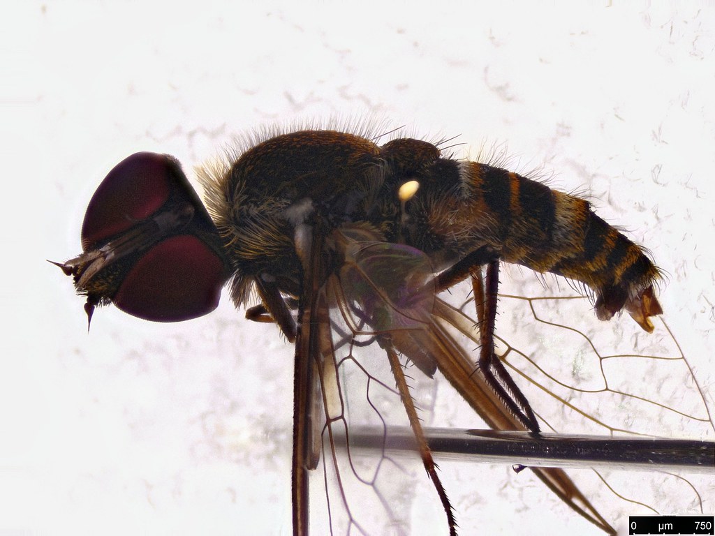 59a - Tabanidae sp.