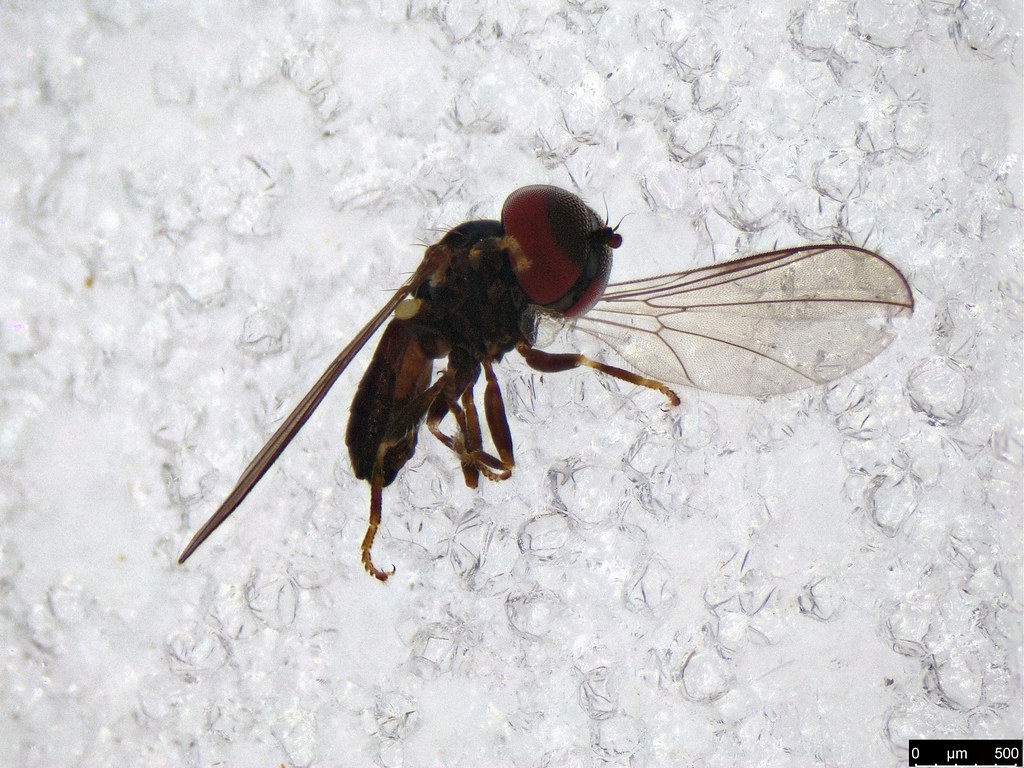 30 - Pipunculinae sp.