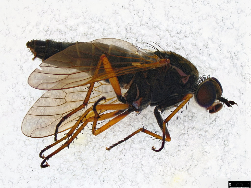 26 - Anabarhynchus plumbeoides Lyneborg, 2001