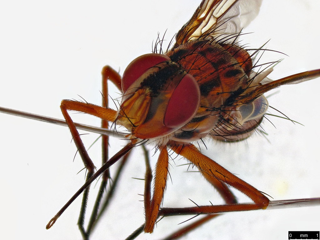 27c - Taxhinidae sp.