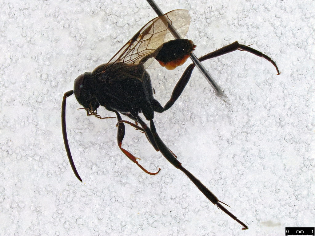 42 - Evaniidae sp.