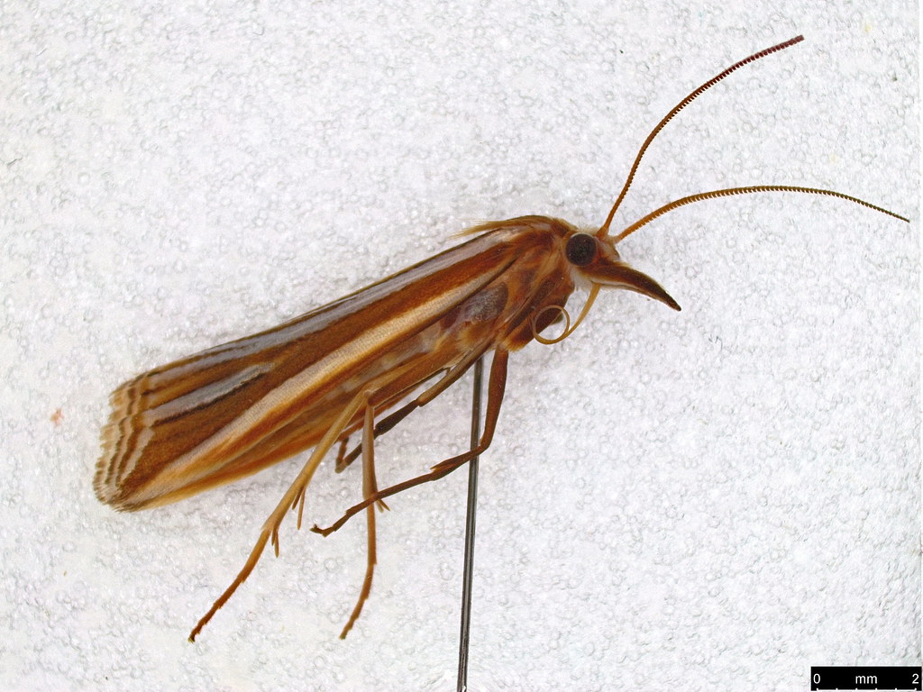 15 - Hednota relatalis (Walker, 1863)