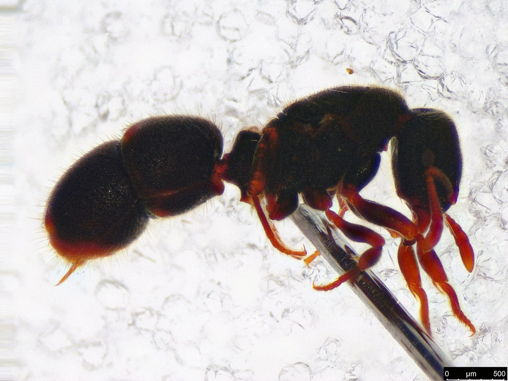 35 - Thynninae sp.
