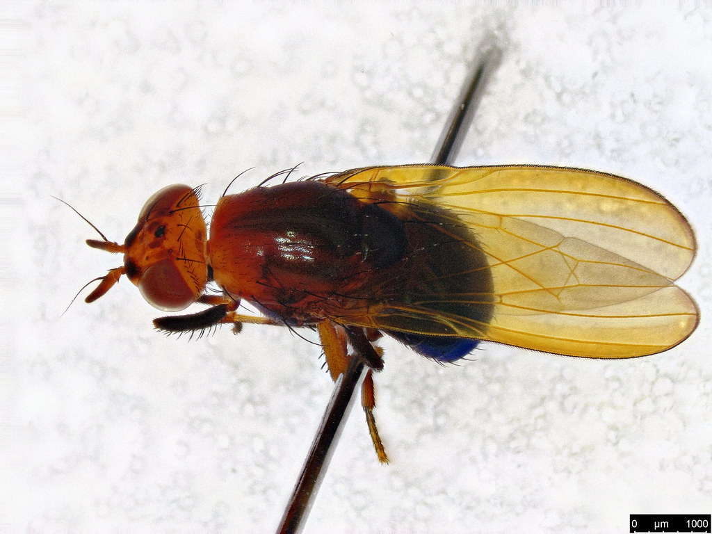 4b - Lauxaniidae sp.