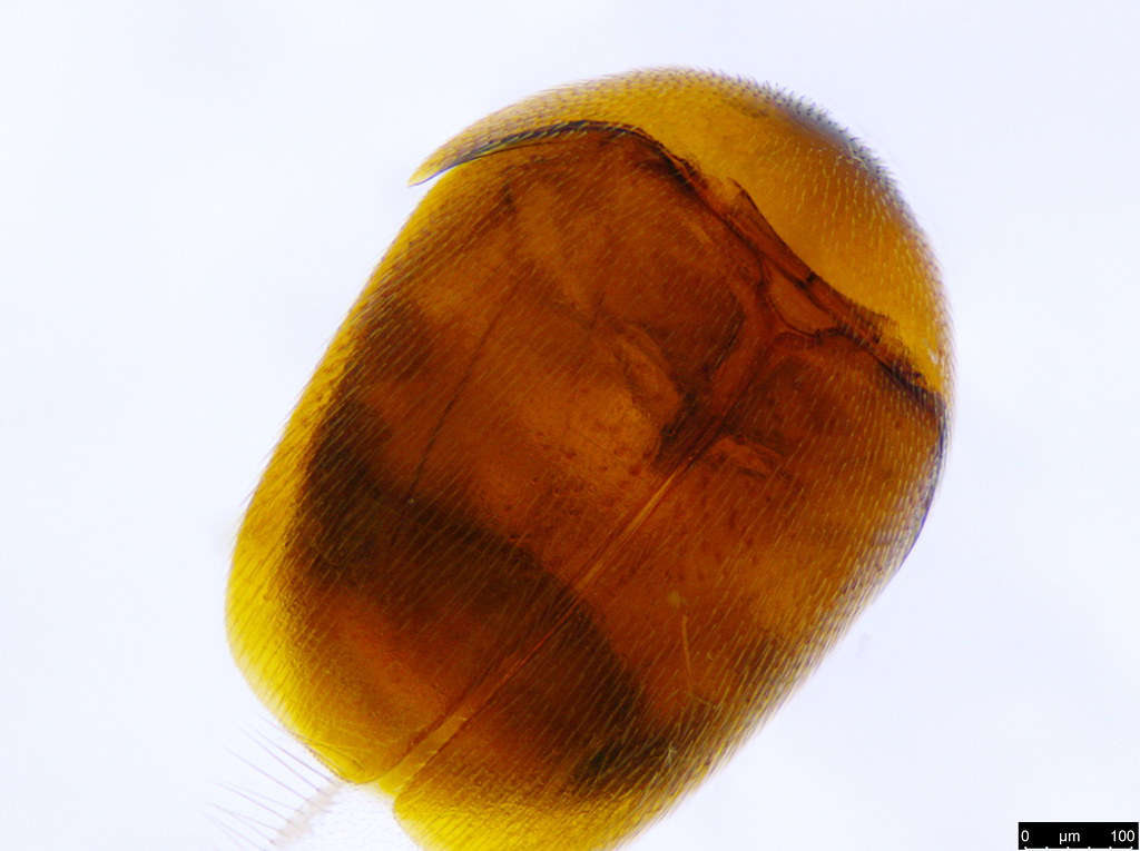 6a -  Ptiliidae sp.
