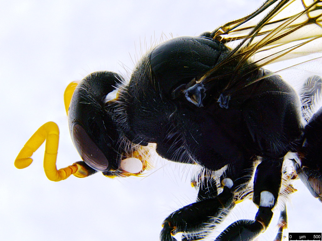 19b - Pompilidae sp.