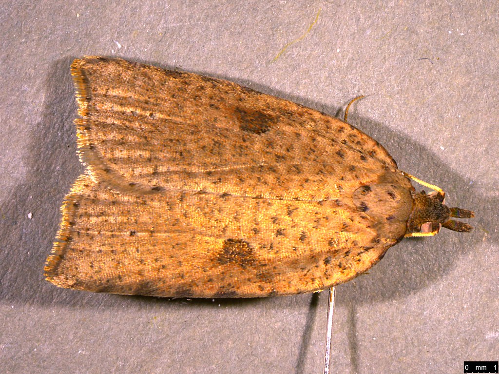 25a - Meritastis polygraphana (Walker, 1863)