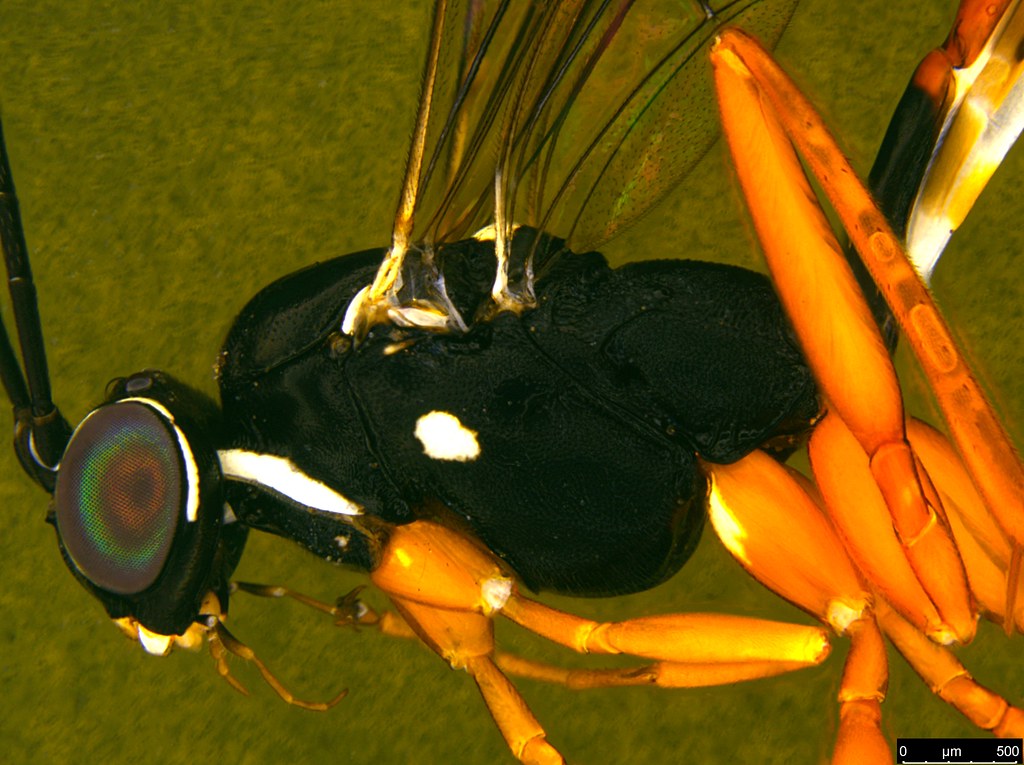 28b - Ichneumonidae sp.