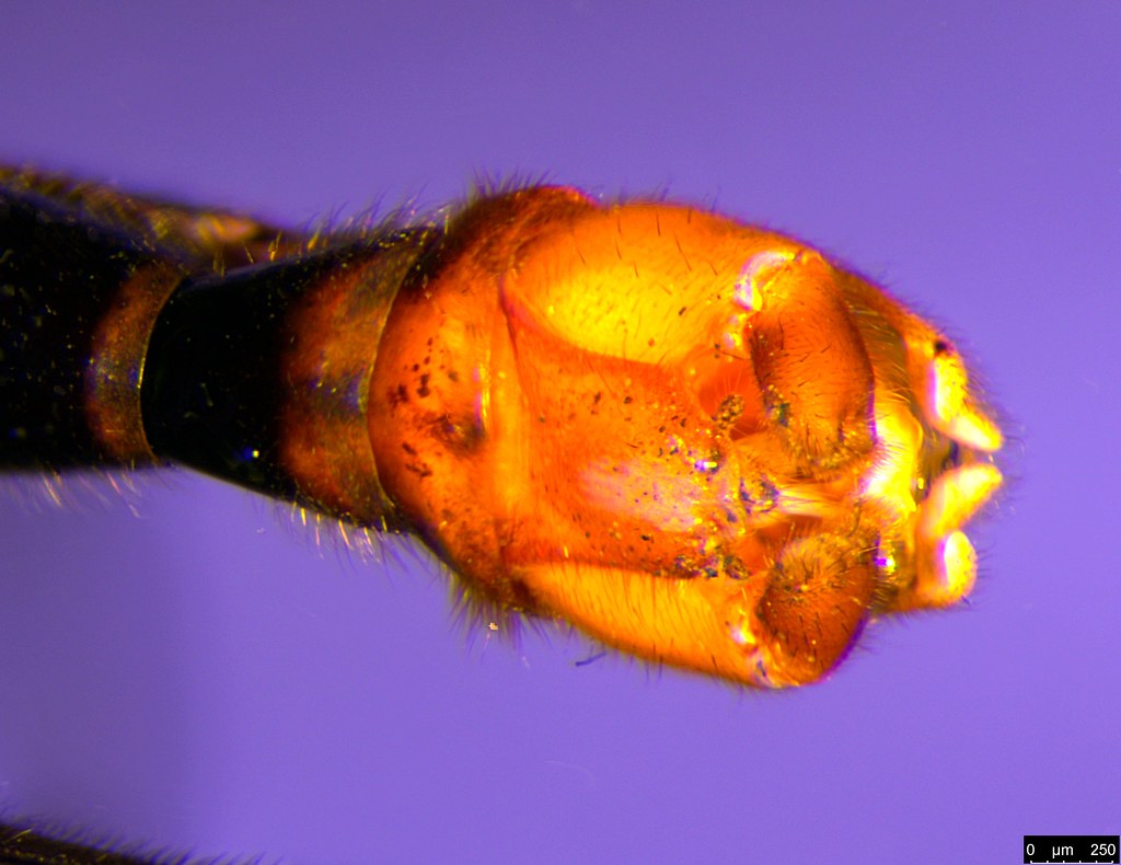 39c - Chorista australis Klug, 1838