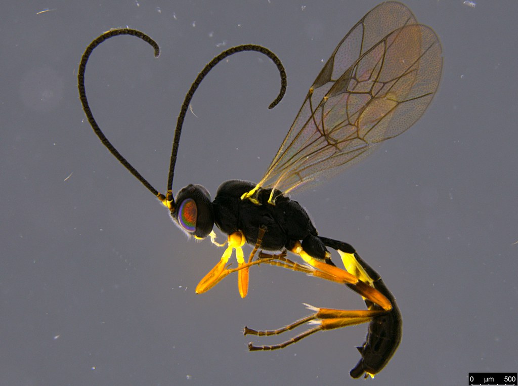 13a - Ichneumonidae sp.