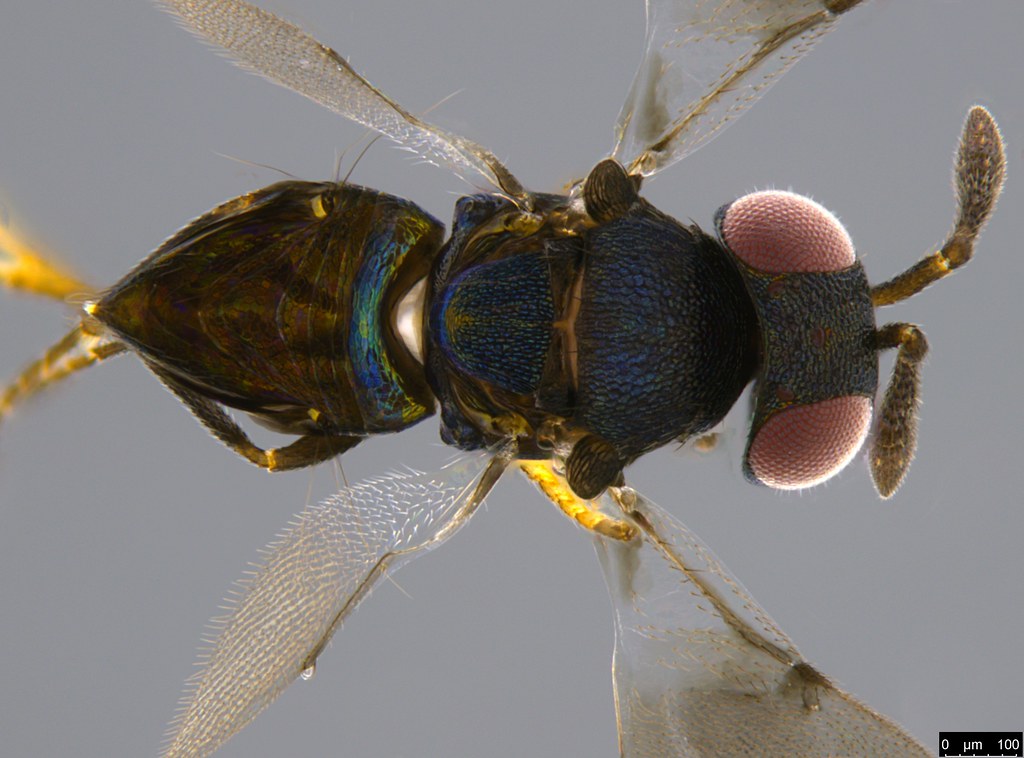 17b - Pteromalidae sp.