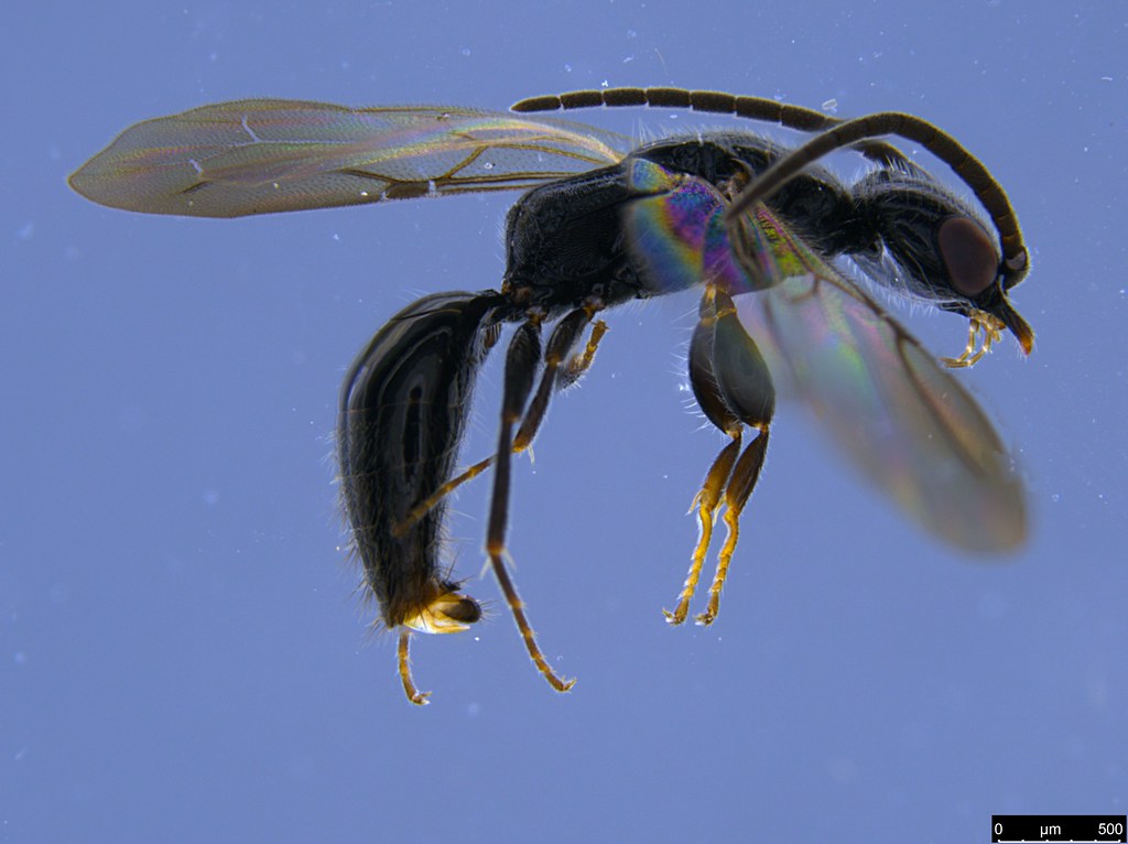 20a - Bethylidae sp.