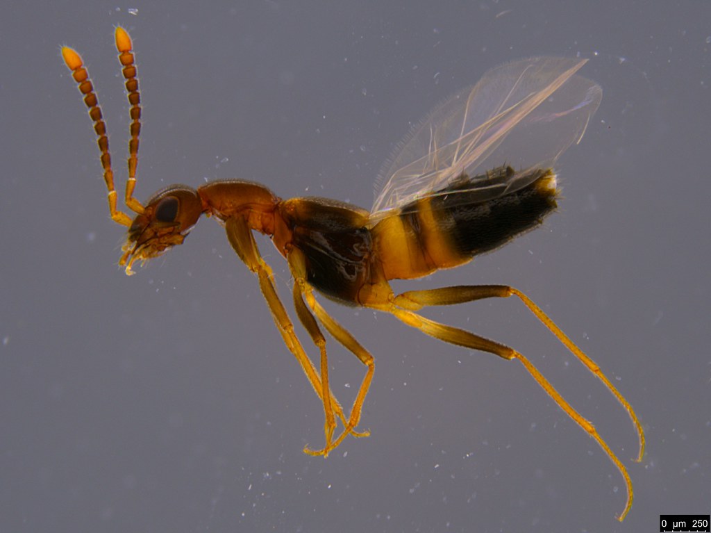 9 - Staphylinidae sp.