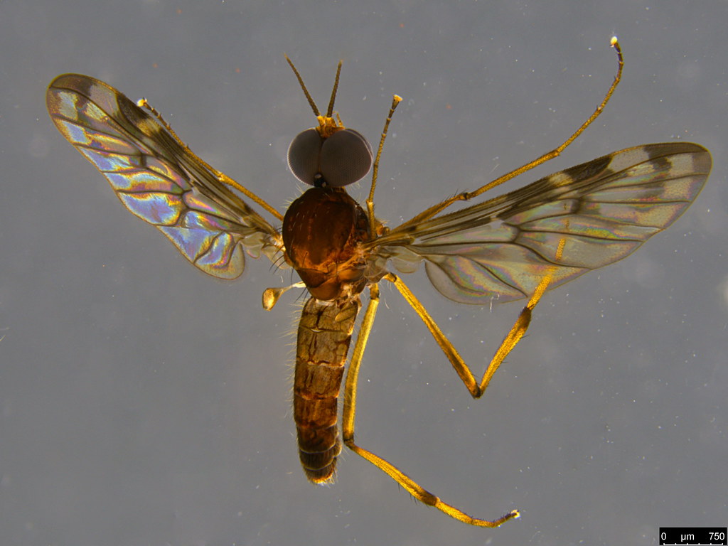 6a - Sylvicola dubius (Macquart, 1850)