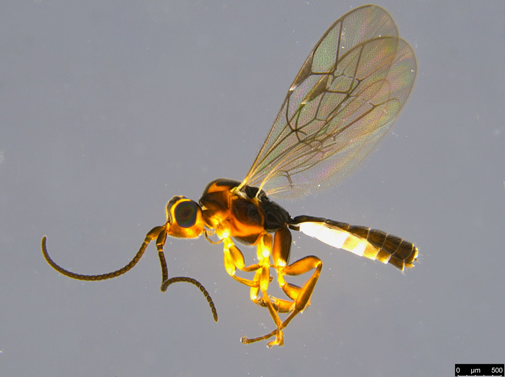 11a - Ichneumonidae sp.