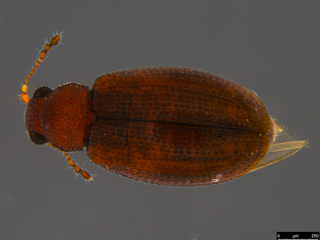 11b - Corticariinae sp.