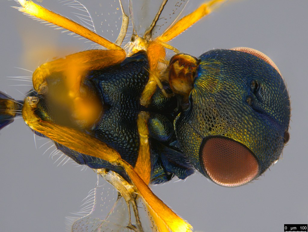 7ca - Chalcidoidea sp.