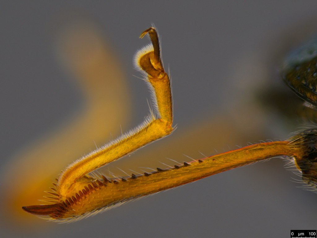 1c - Alticini sp.