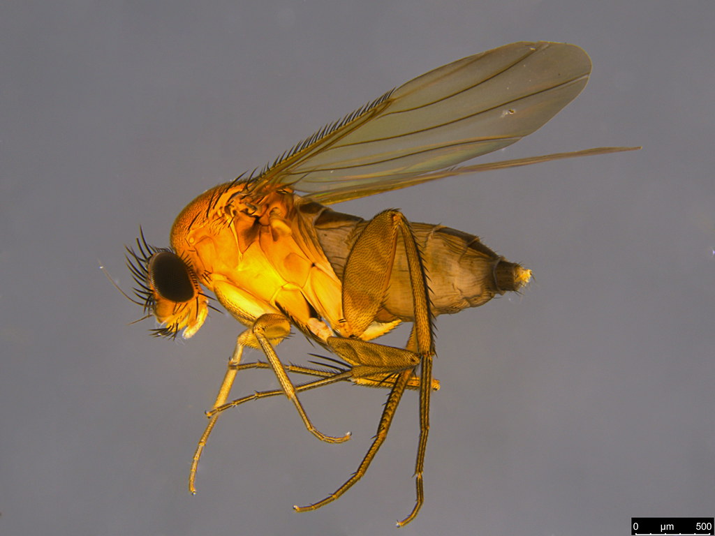 6a - Metopiinae sp.