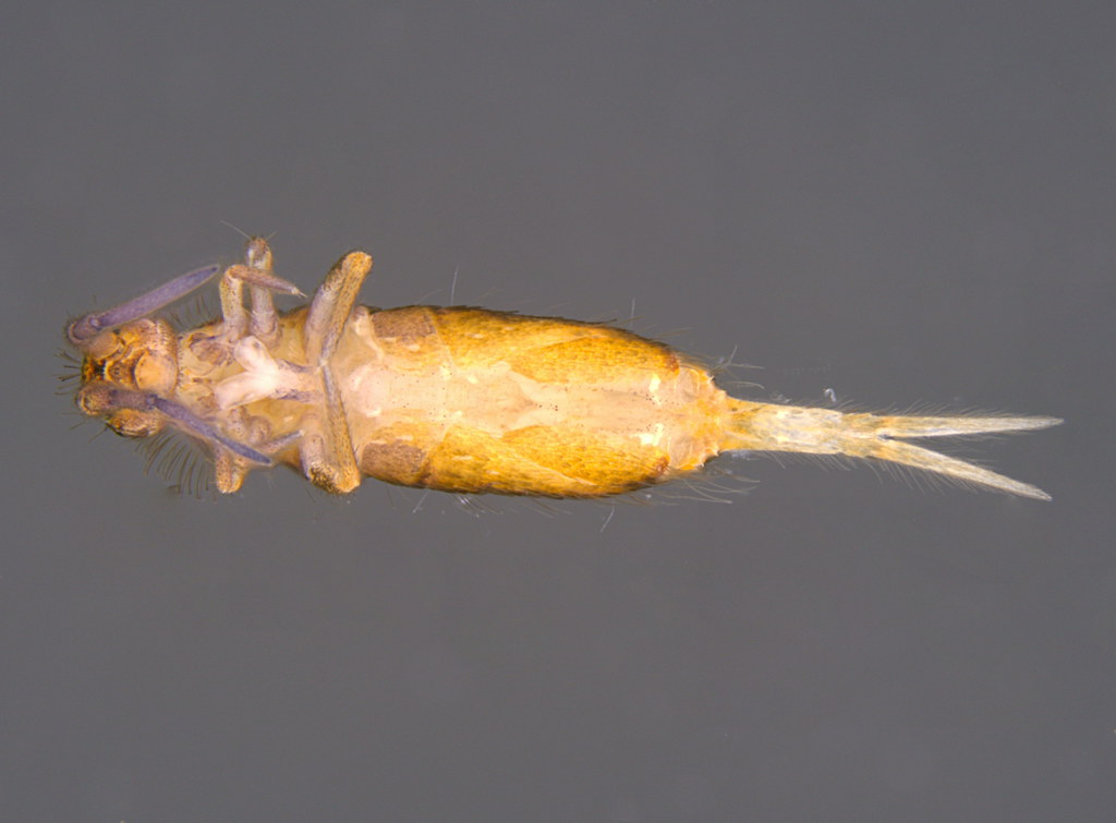 5c - Lepidocyrtus sp.