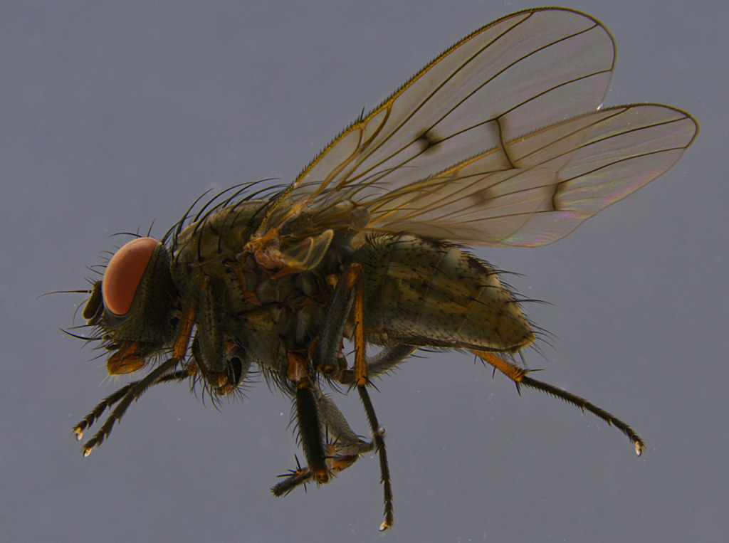 11b - Helina sp.