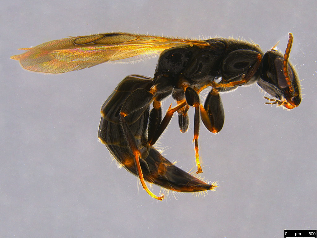 7b - Bethylidae sp.