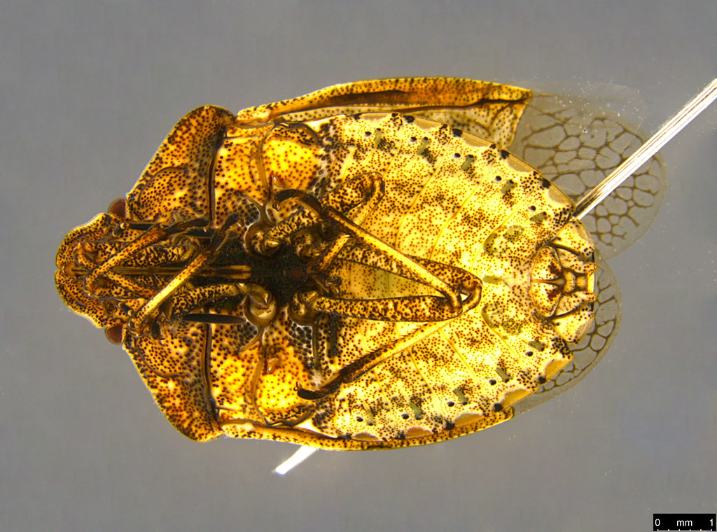 16b - Pentatomomorpha sp.