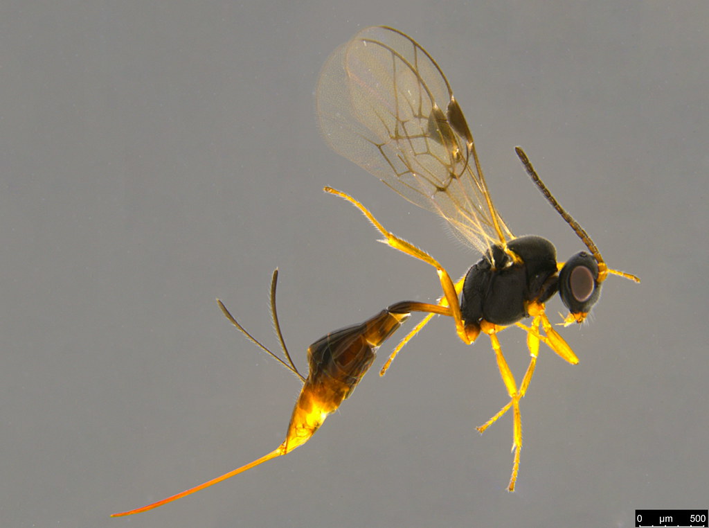 27a - Braconidae sp.