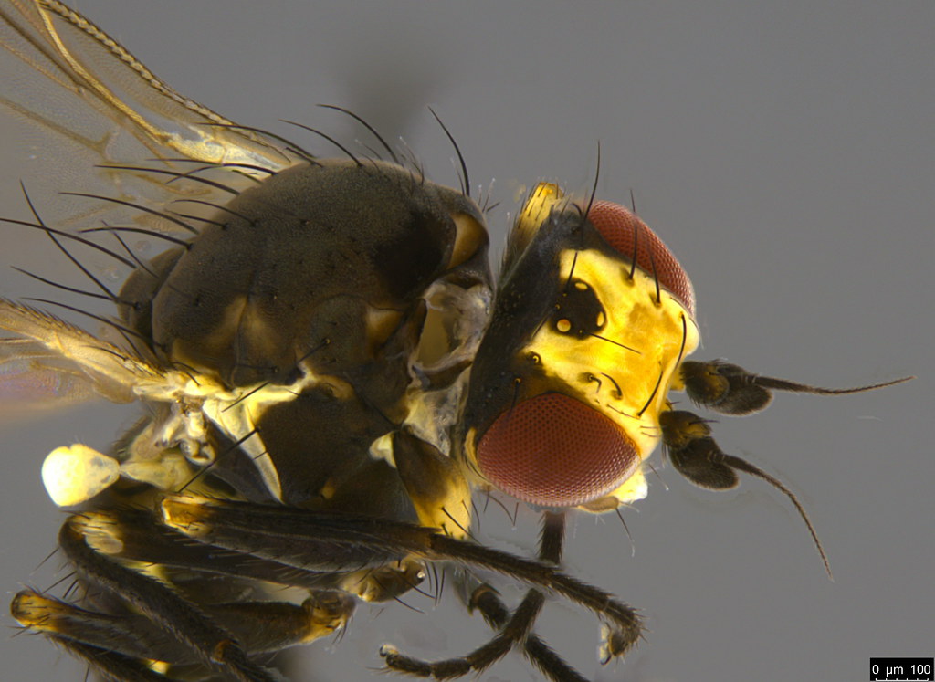 7c - Diptera sp.