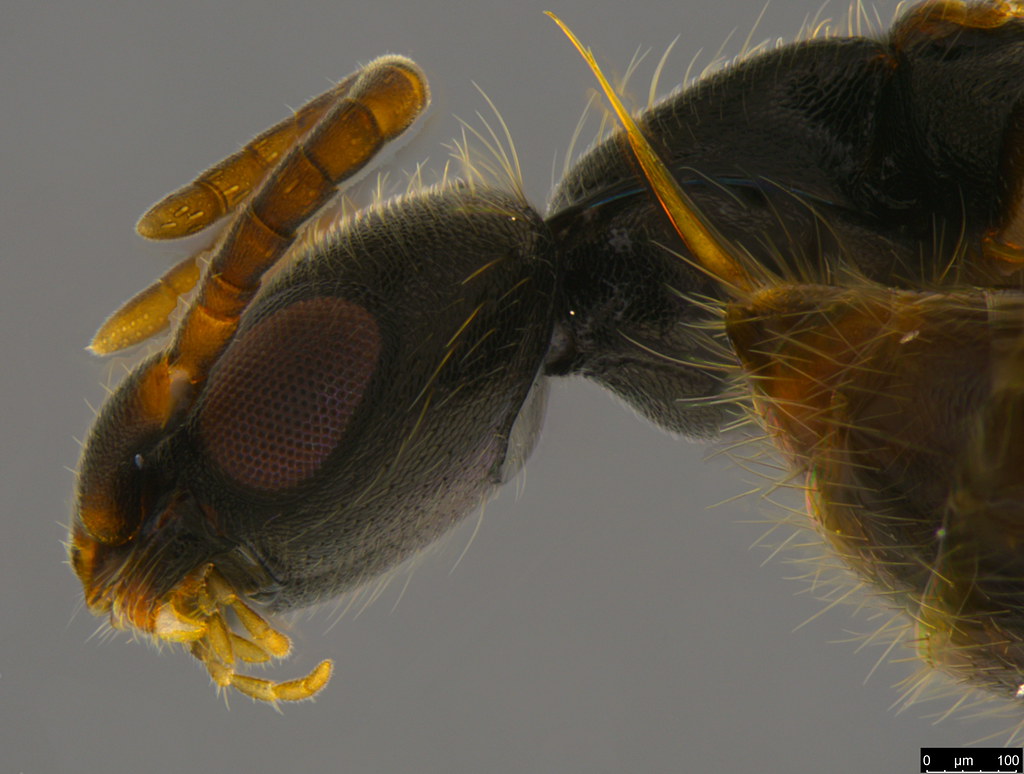 4c - Bethylidae sp.
