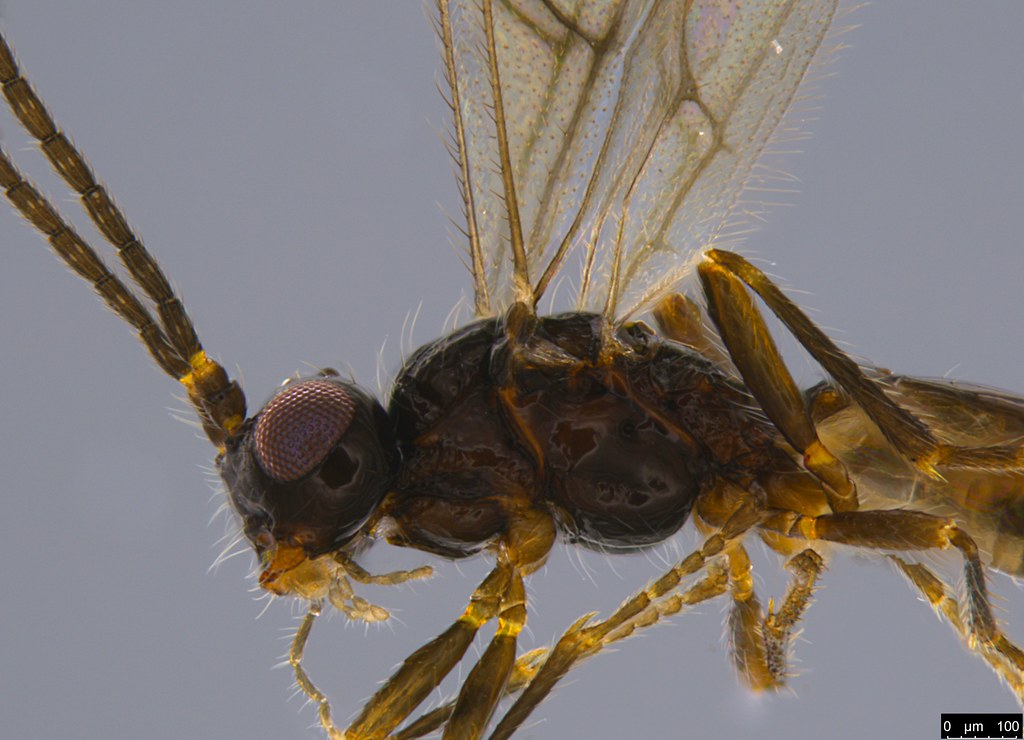 28b - Braconidae sp.