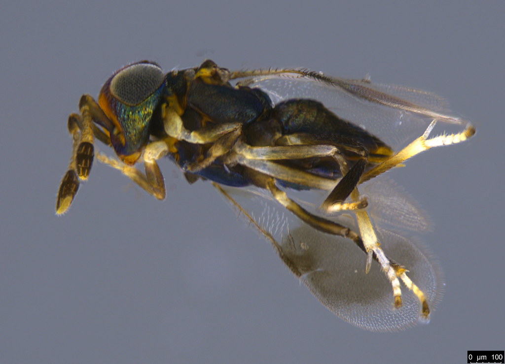 10b - Encyrtidae sp.