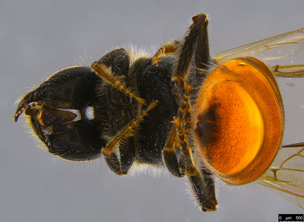 23b - Apoidea sp.
