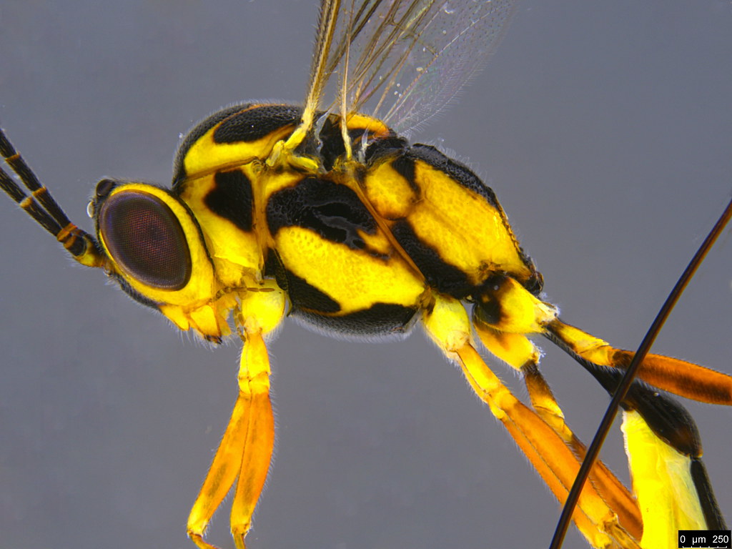 20b - Ichneumonidae sp.