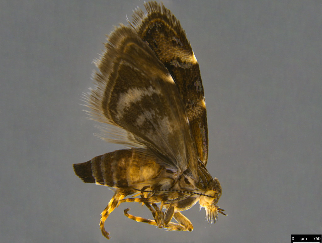 10 - Tebenna micalis (Mann, 1857)