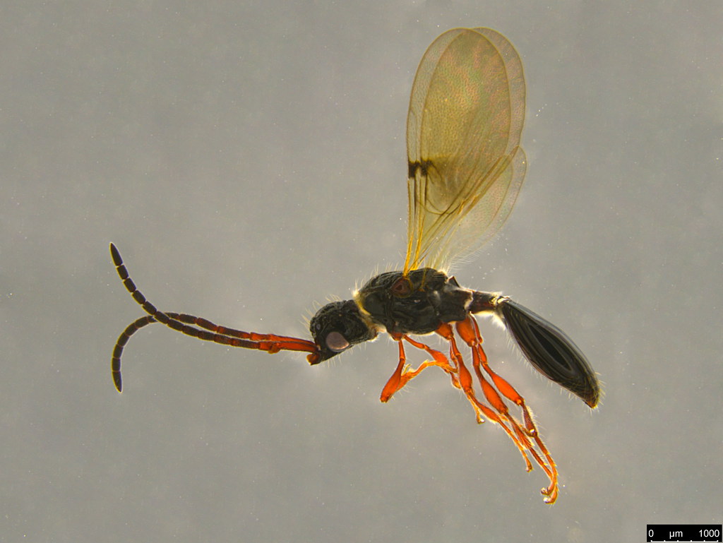 4a - Ambositrinae sp.