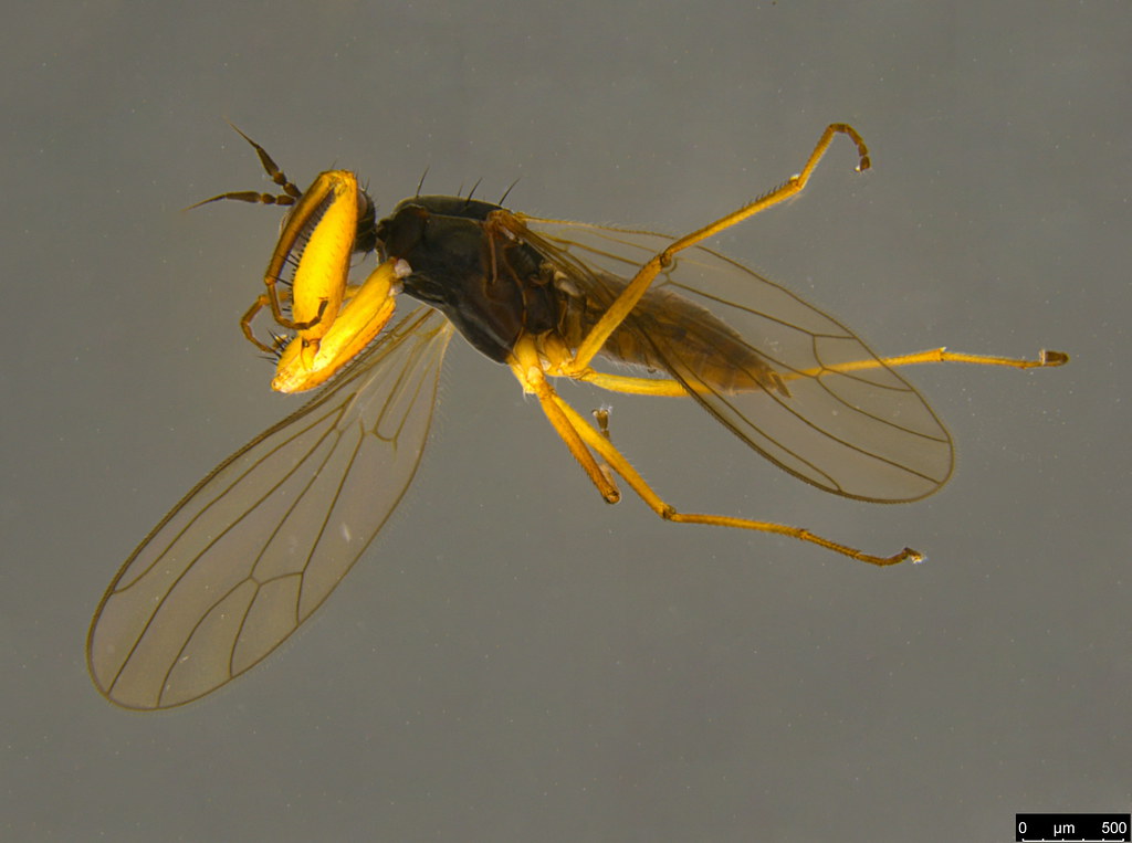 5a - Empididae sp.