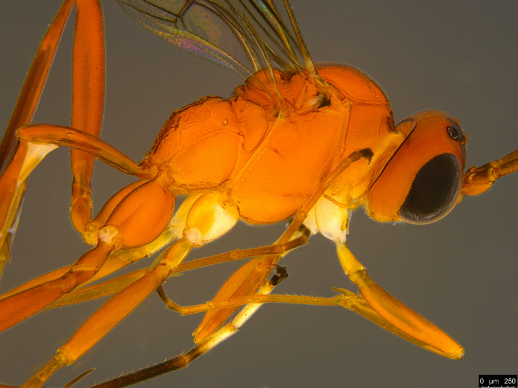 8b - Ichneumonidae sp.