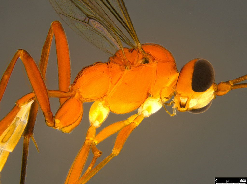 3a - Ichneumonidae sp.