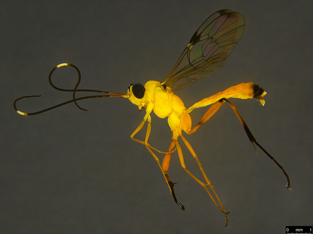 11a - Leptobatopsis sp.